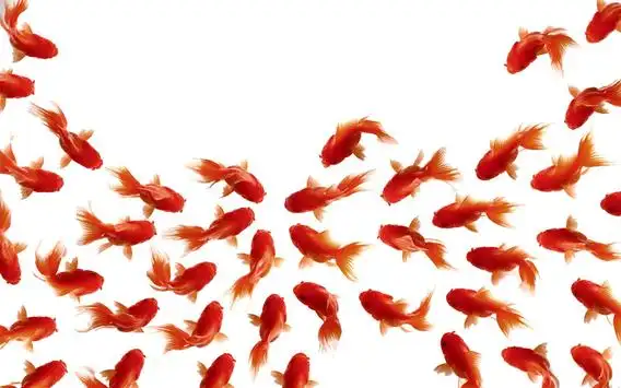 Goldfish Live Wallpaper APK Download 2023 - Free - 9Apps Goldfish Live Wallpaper APK Download 2023 - Free - 9Apps