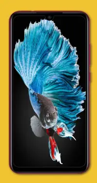 Betta Fish Wallpapers APK Download 2023 - Free - 9Apps Betta Fish Wallpapers APK Download 2023 - Free - 9Apps