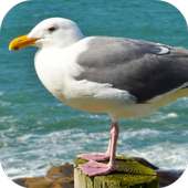 Seagull Sounds on 9Apps