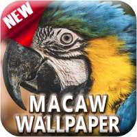 Macaw Bird Offline Wallpapers 4K HD