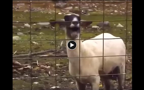 Funny goat videos 2018 sale