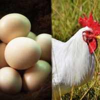 Egg and Chicken Farming (अंडे और मुर्गी फार्म)