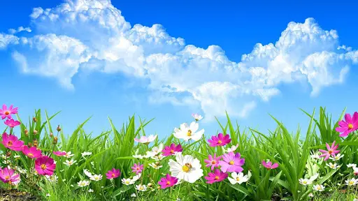 Descarga de la aplicación Flor Primavera Fondo Animado 2023 - Gratis - 9Apps