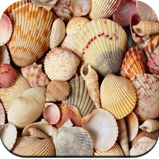 HD Seashell Wallpaper
