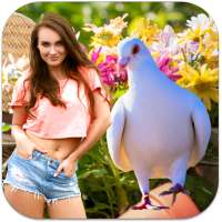 Pigeon Photo Frames on 9Apps