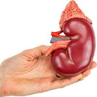 Kidney Cleanse - Eat Smarter, Live Longer on 9Apps