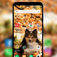Dog status and wallpaper HD on 9Apps