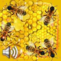 Honey and Bee Live Wallpaper on 9Apps