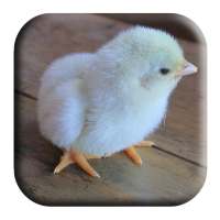 Baby Chick Sounds on 9Apps