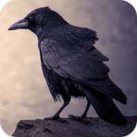 Crow Sounds
