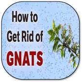 How to Get Rid of Gnats on 9Apps