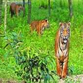 Mangrove Ecosystem of Sundarbans