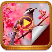 Photo Movie Maker on 9Apps