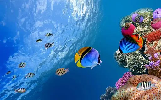 Aquarium Live Wallpaper APK Download