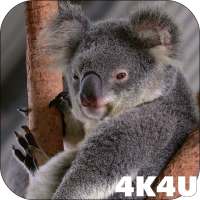4K Cute Koala Video Live Wallpaper on 9Apps