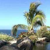 Palm tree at the seaside