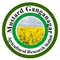 Mustard Ganganagar on 9Apps