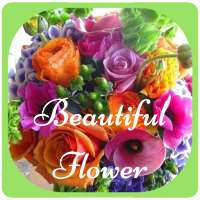 Best Beautiful Flower
