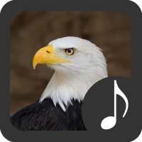 Bald Eagle Sounds