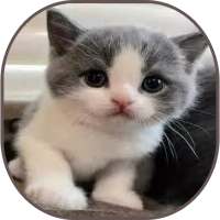 Cute Cat Gallery on 9Apps