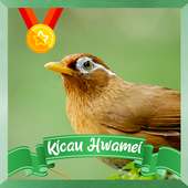 Kicau Hwamei / Wambi