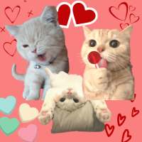 Cat Wallpaper: Cats Cute HD Wallpapers