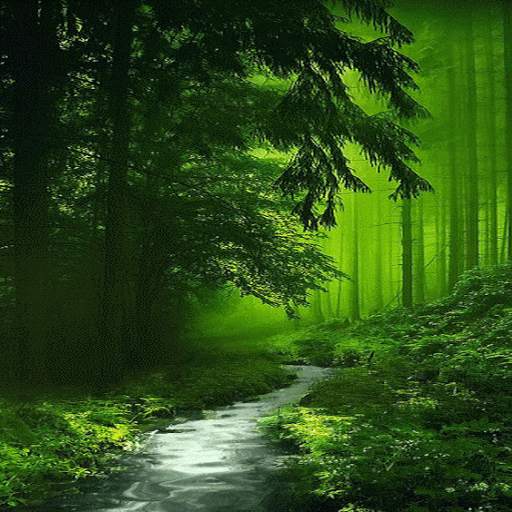 Nature Green Forest LWP