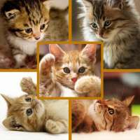 Photo Collage - Kittens Cat