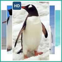 Penguin Live Wallpaper on 9Apps