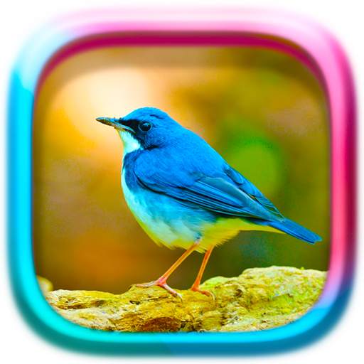 Picture Puzzle: Birds