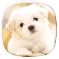 Cute Puppy Wallpapers: Cutest Pictures of Puppies