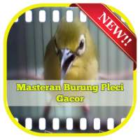 Masteran Burung Pleci Gacor on 9Apps