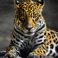 Fonds d'écran de Leopard