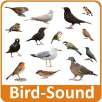 Bird Sounds