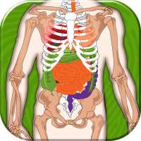Ludzkie Ciało Anatomia Kwiz
