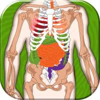 Human Body Anatomy Quiz