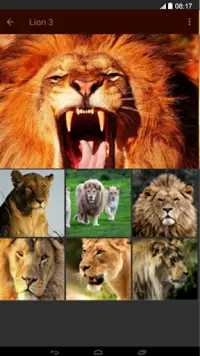 Lion Wallpaper APK Download 2023 - Free - 9Apps Lion Wallpaper APK Download 2023 - Free - 9Apps