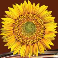 Sunflower Photo Collage