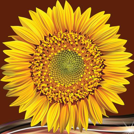 Sunflower Photo Collage