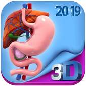 Human digestive system anatomy in 3D on 9Apps