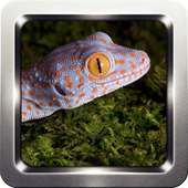Tokay Gecko Sounds on 9Apps
