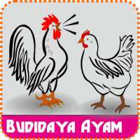 Bisnis Budidaya Ayam Sukses (Tekun) on 9Apps