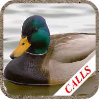 Duck hunting calls on 9Apps