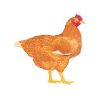 My Poultry Manager - Farm app