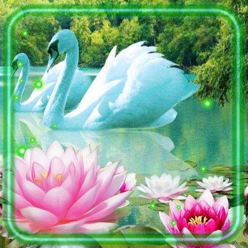 Swans Lotus Live Wallpaper