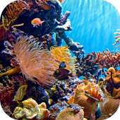 Coral HD Wallpaper on 9Apps