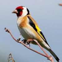 Goldfinch free on 9Apps