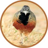 Buttonquail on 9Apps