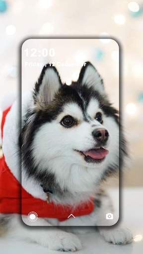 Chú chó với khuôn mặt khinh bỉ cả thế giới trở thành hiện tượng trên  Instagram  Chó husky vùng siberia Hài hước với cún Chó husky
