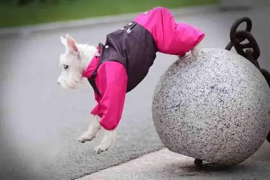 8 Reasons Why You SHOULD NOT Get a Miniature Schnauzer 